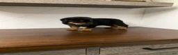 Rottweiler dogs for sale: Rottweiler Puppy 3 - Ad 6