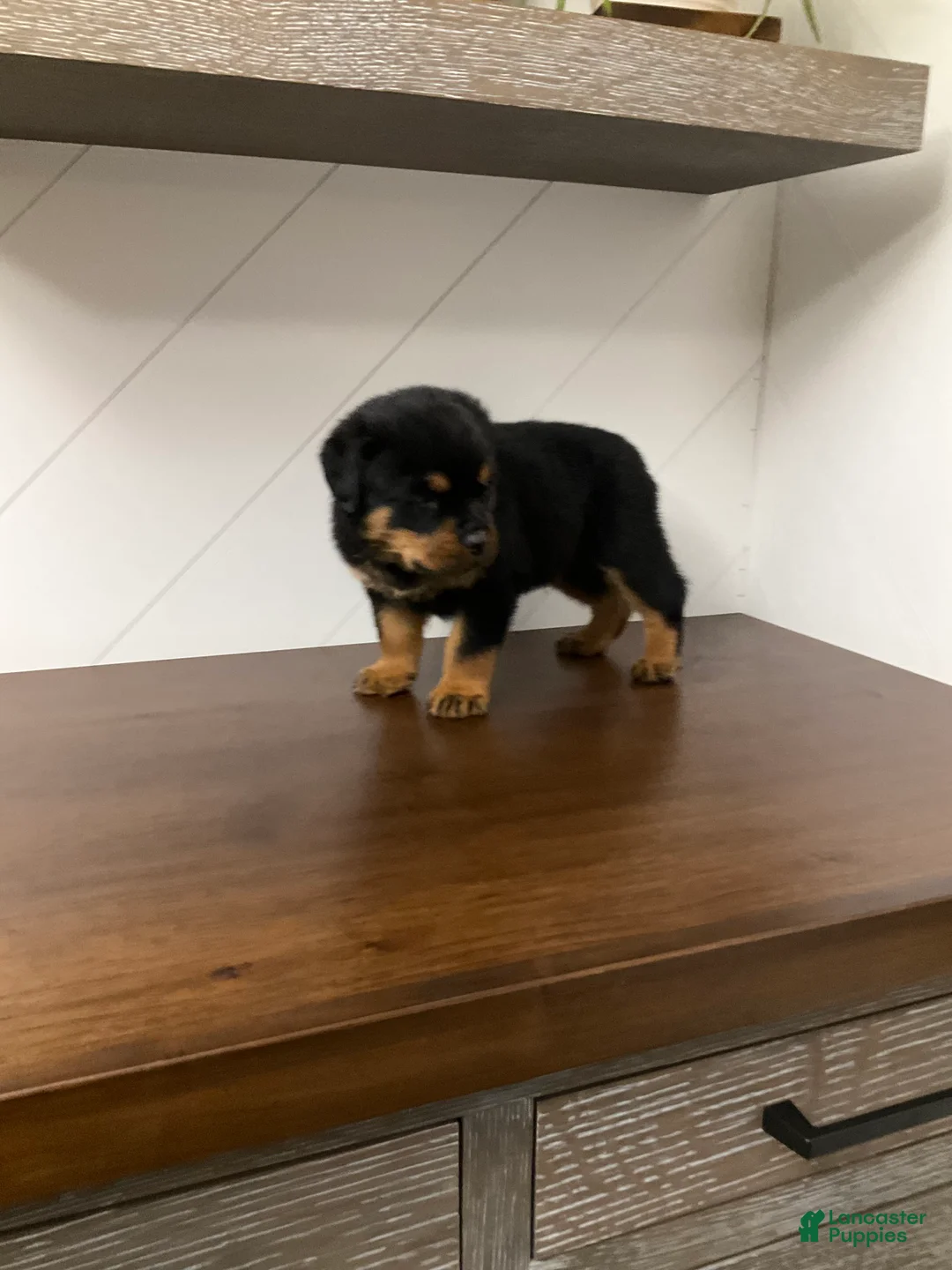 Rottweiler dogs for sale: Rottweiler Puppy 3 - Ad 6