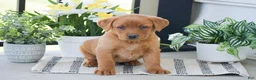 Labrador Retriever dogs for sale: Remi - Ad 1