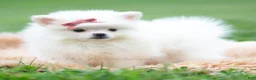 Pomeranian dogs for sale: Coco - Ad 6
