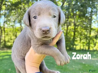 Labrador Retriever dogs Zorah - Silver Female - Ad 18