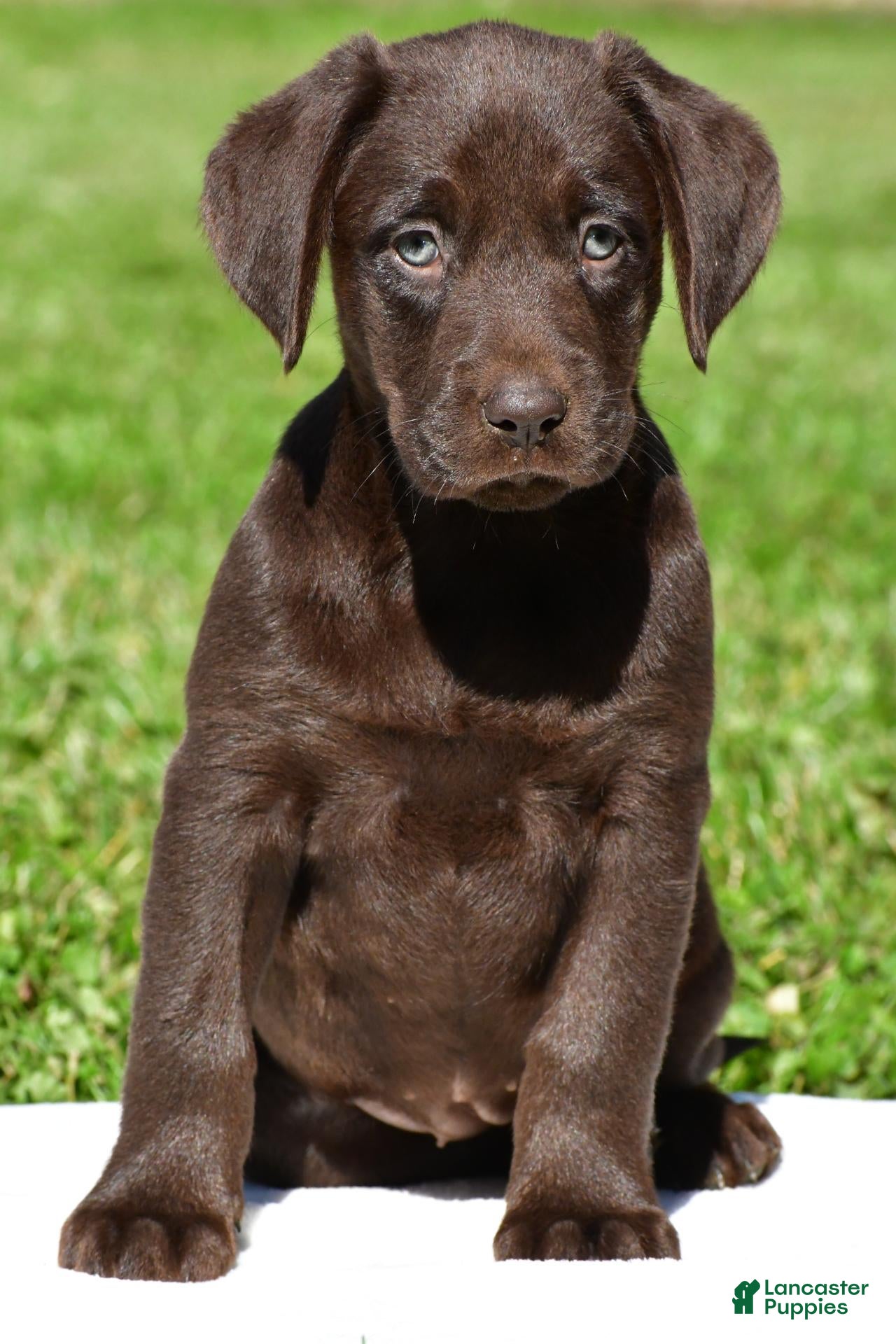 Choco (Labrador, Female) in Millersburg, OH