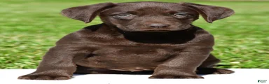 Choco