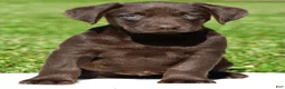 Labrador Retriever dogs for sale: Choco - Ad 1