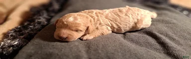 Mini Goldendoodle Puppy 4