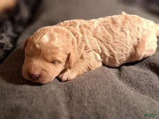 Mini Goldendoodle dogs for sale: Mini Goldendoodle Puppy 4 - Ad 2