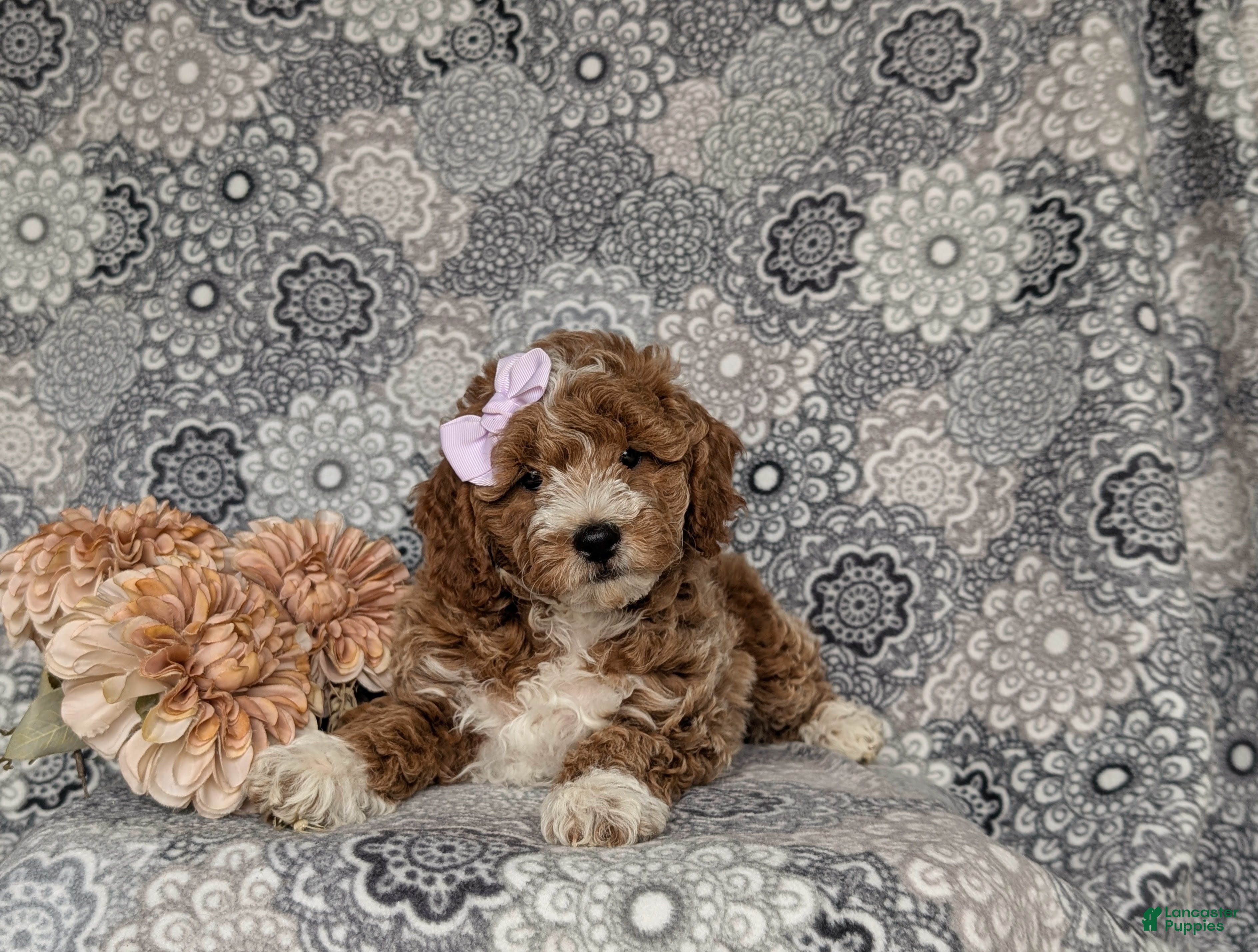 Miniature Poodle dogs for sale: Peyton - Ad 5