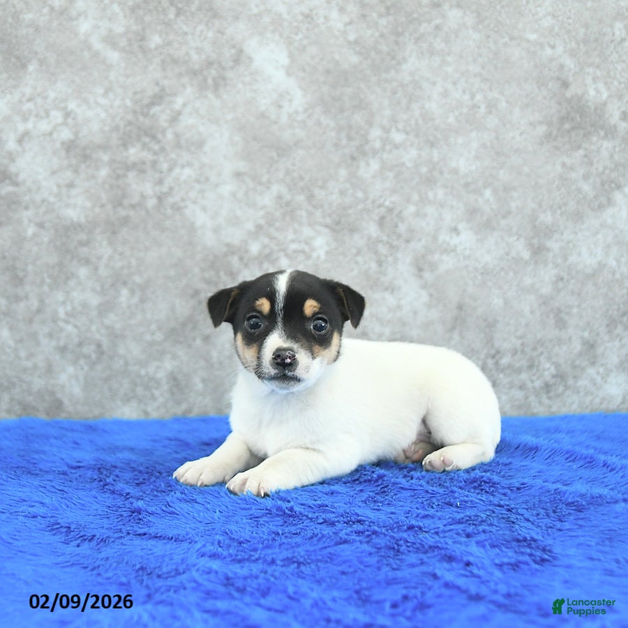 Mixed Breed dogs Archie - Ad 24
