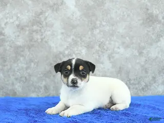 Mixed Breed dogs Archie - Ad 13