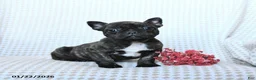 Frenchton dogs for sale: Twix - Ad 2