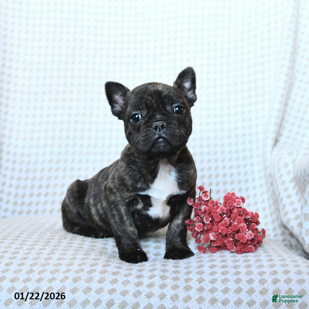 Frenchton dogs for sale: Twix - Ad 2