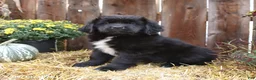 Newfoundland dogs for sale: Milky Way - Ad 5