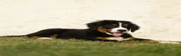 Bernese Mountain Dog dogs for sale: Janita Bernese Mountain Dog  - Ad 4