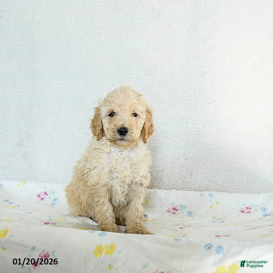 Standard Poodle dogs for sale: Marlo - Ad 2