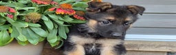 German Shepherd dogs for sale: Amelia - Ad 3