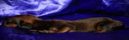 Dachshund dogs for sale: Circe - Ad 4