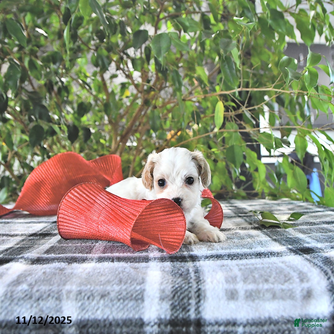 Cavapoo dogs for sale: Geneva - Ad 4