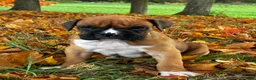 Boxer dogs for sale: Jett - Ad 5