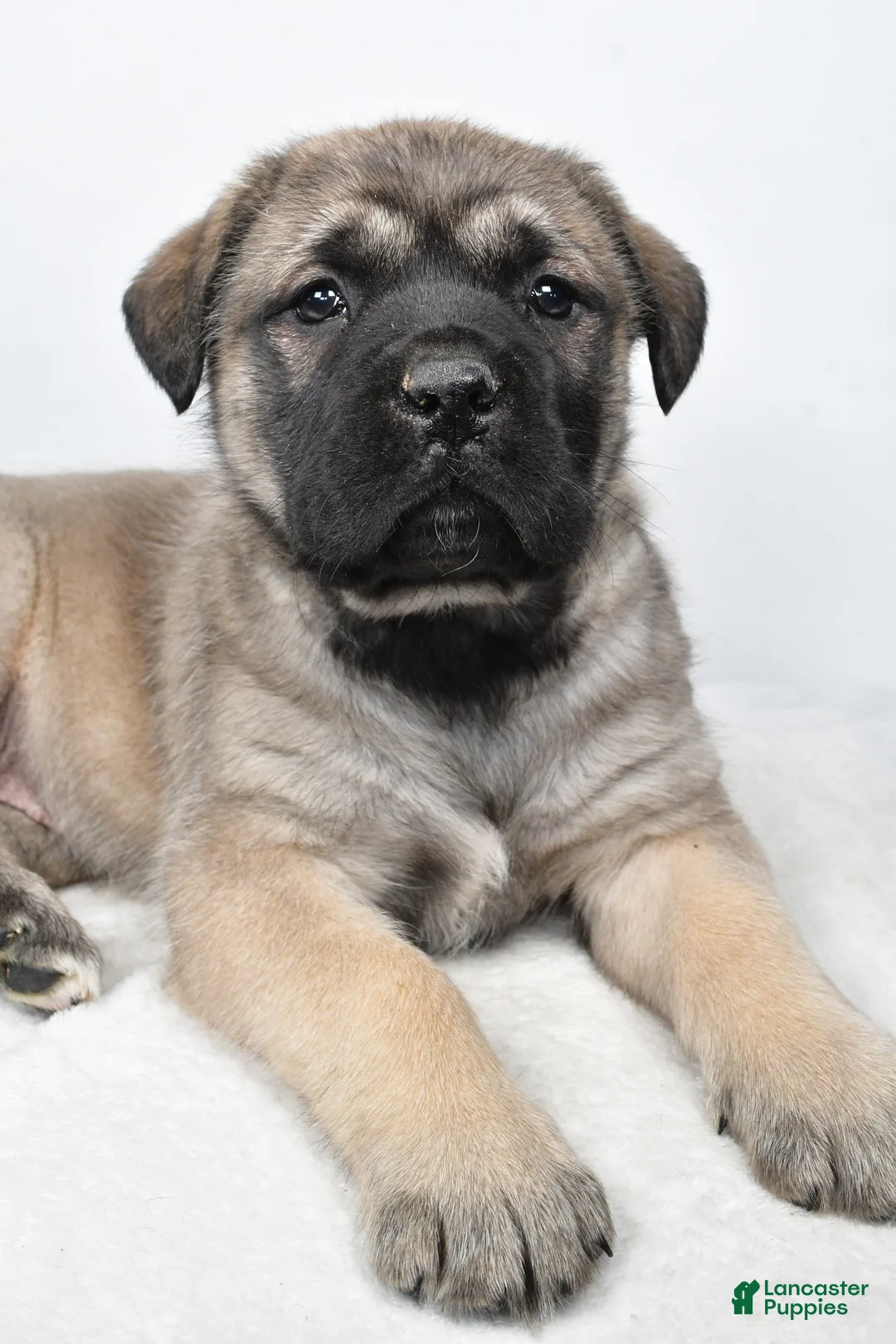 English Mastiff dogs for sale: Beauty - Ad 5