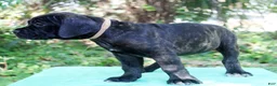 Cane Corso dogs for sale: Billie Jean - Ad 3