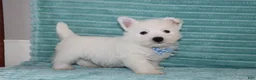 West Highland Terrier dogs for sale: Spencer - Ad 4