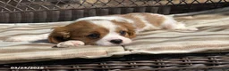 Cavalier King Charles Spaniel dogs for sale: Benny - Ad 6