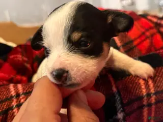 Mixed Breed dogs Mucho - Ad 30