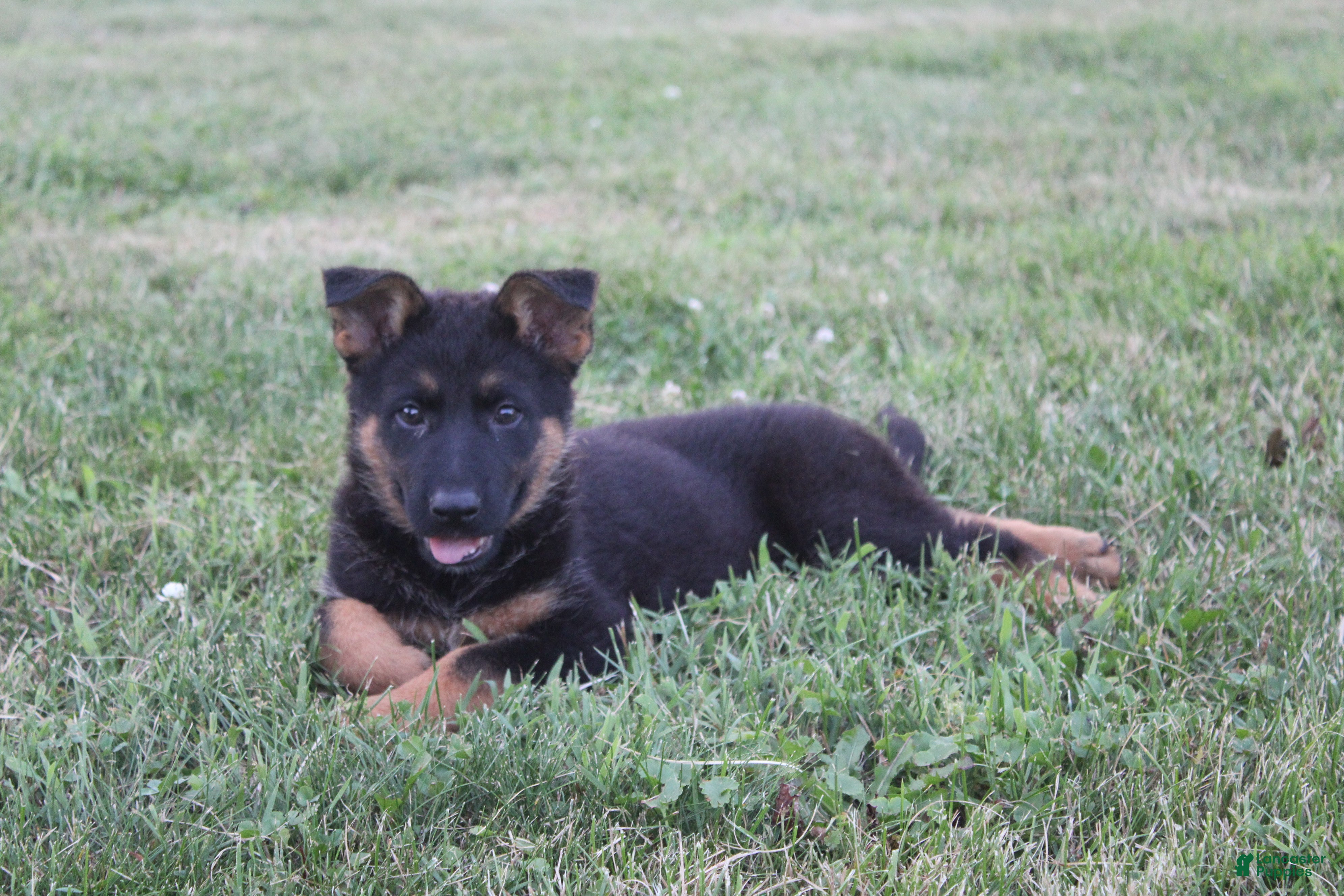 German Shepherd dogs for sale: Lola - Ad 2