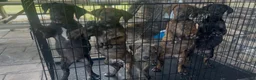 Mixed Breed dogs for sale: purple - Ad 6
