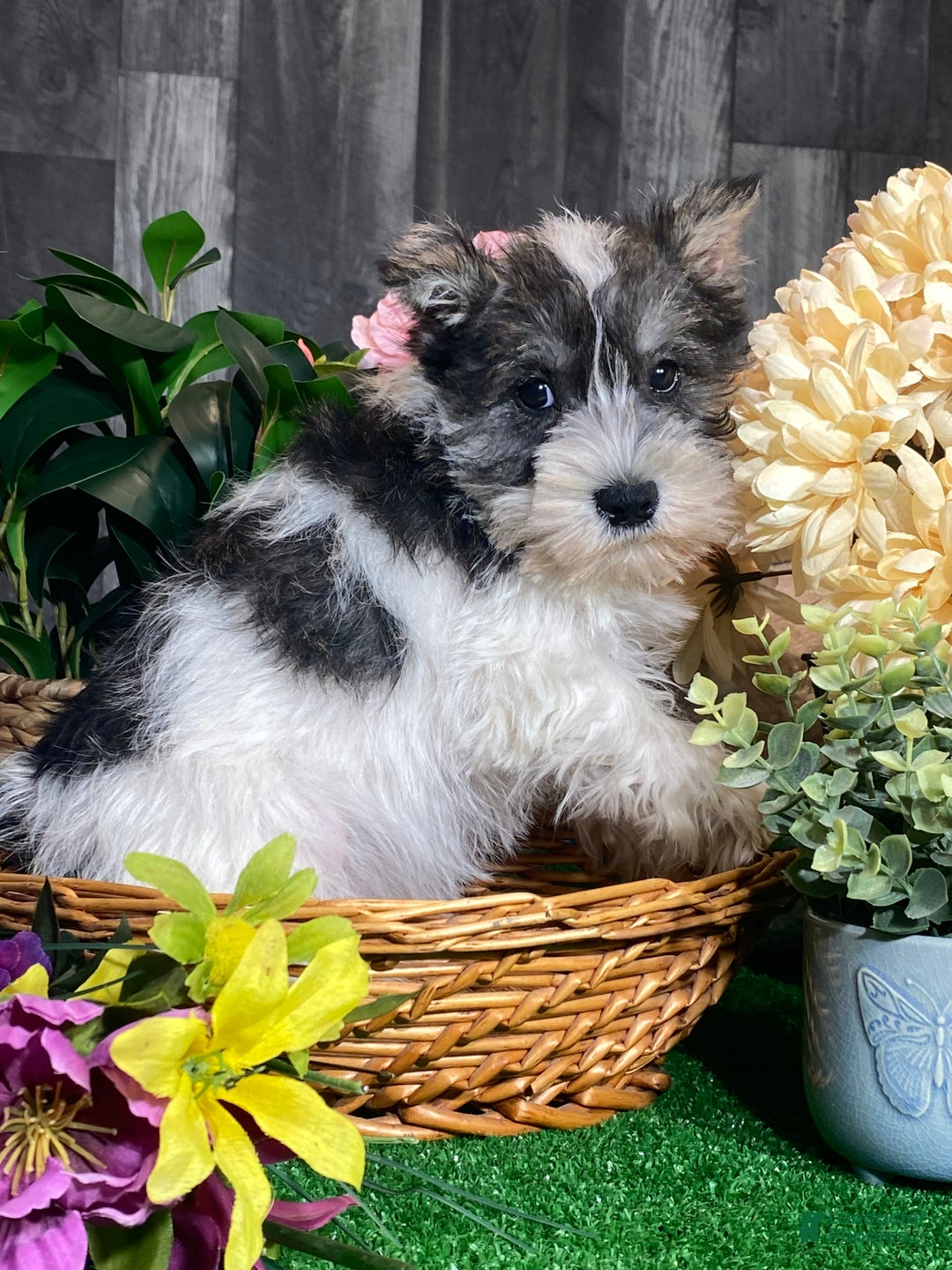 Miniature Schnauzer dogs for sale: Kane - Ad 3
