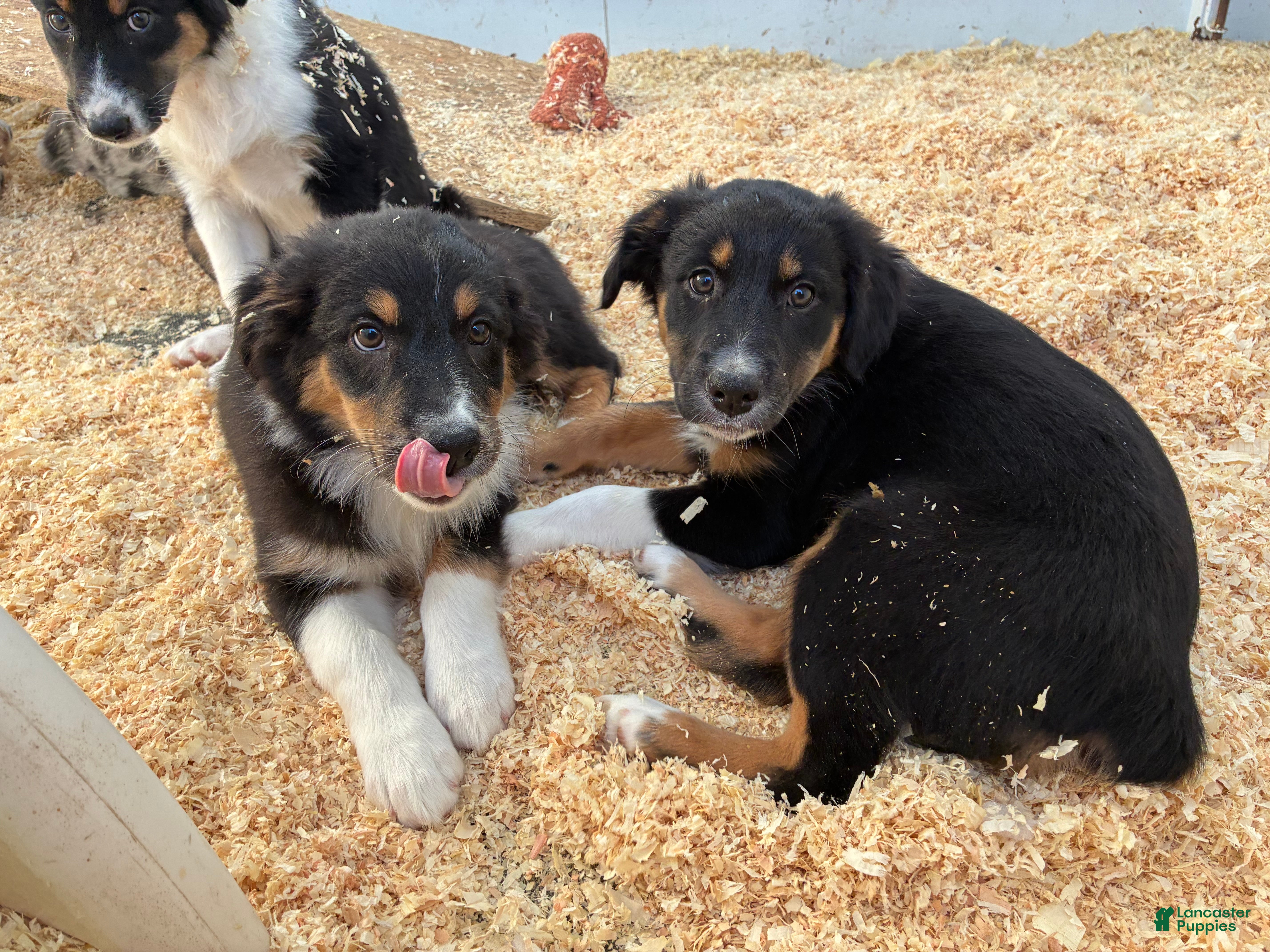 Australian Shepherd dogs for sale: Australian Shepherd 6 - Ad 13