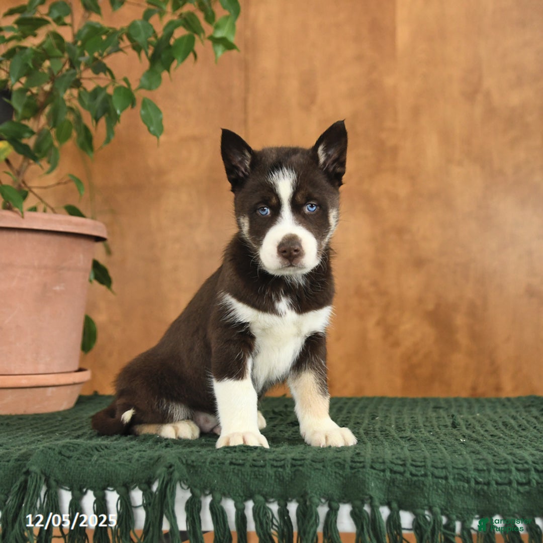 Siberian Husky dogs for sale: Aspen - Ad 4