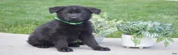 German Shepherd dogs for sale: Hudson - Ad 1