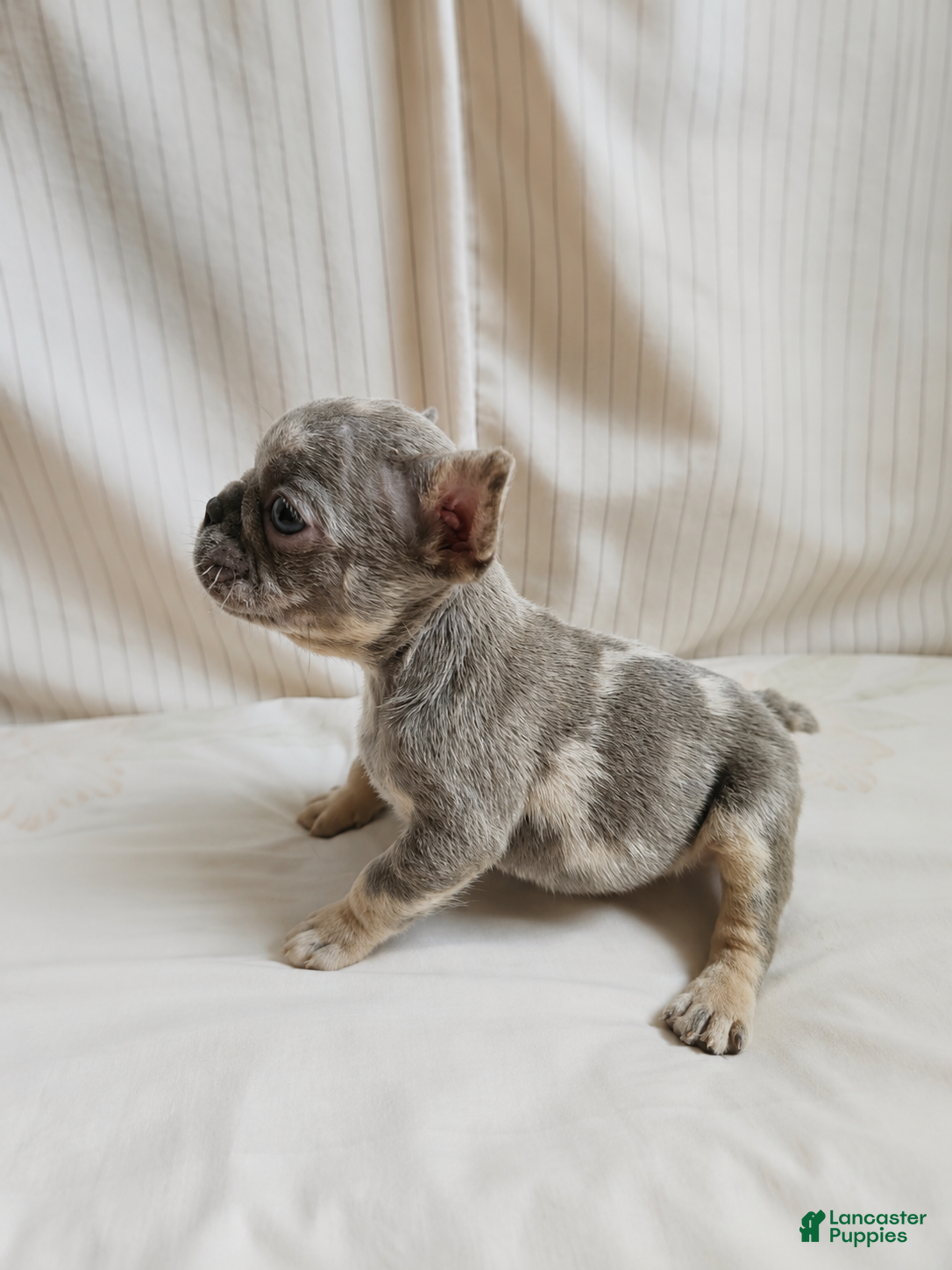 French Bulldog dogs for sale: Berlin - Ad 2