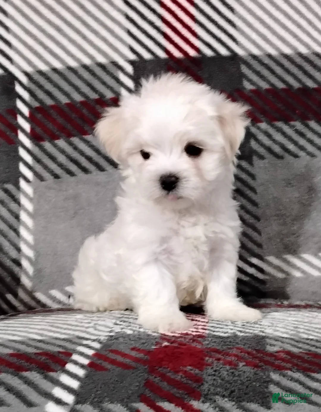 Maltese dogs for sale: Dakota - Ad 7