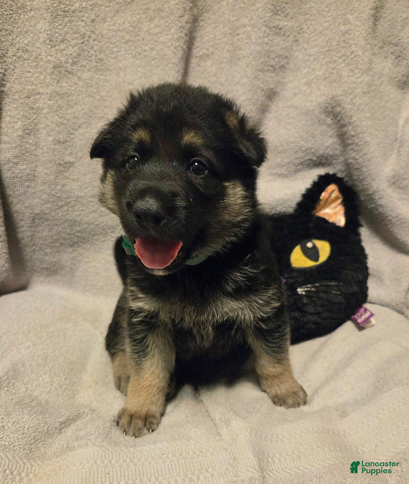 German Shepherd dogs Lolly - Ad 2