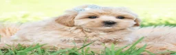 Maltipoo dogs for sale: Cabo - Ad 3