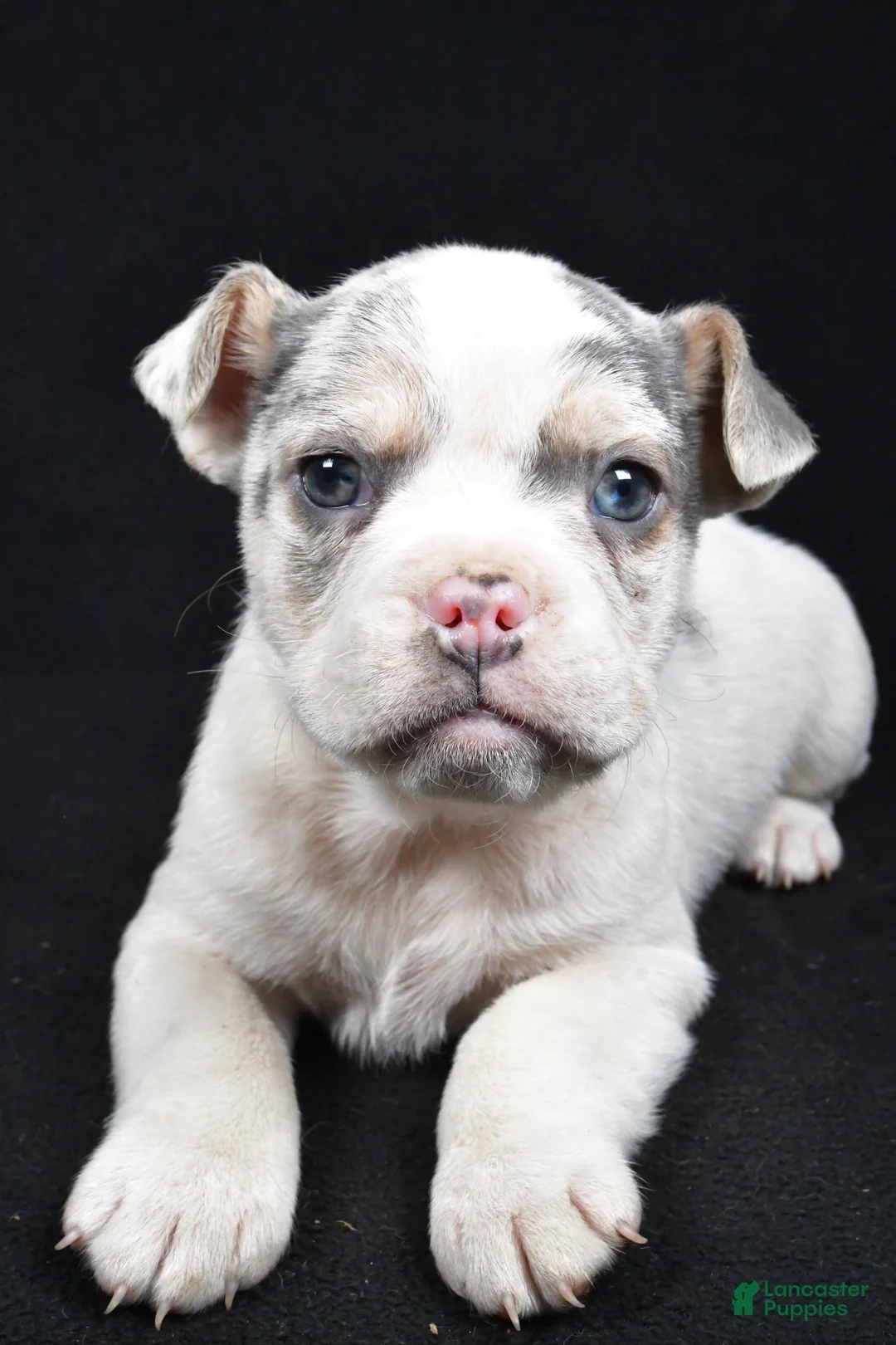 Beabull dogs for sale: Pedro - Ad 2