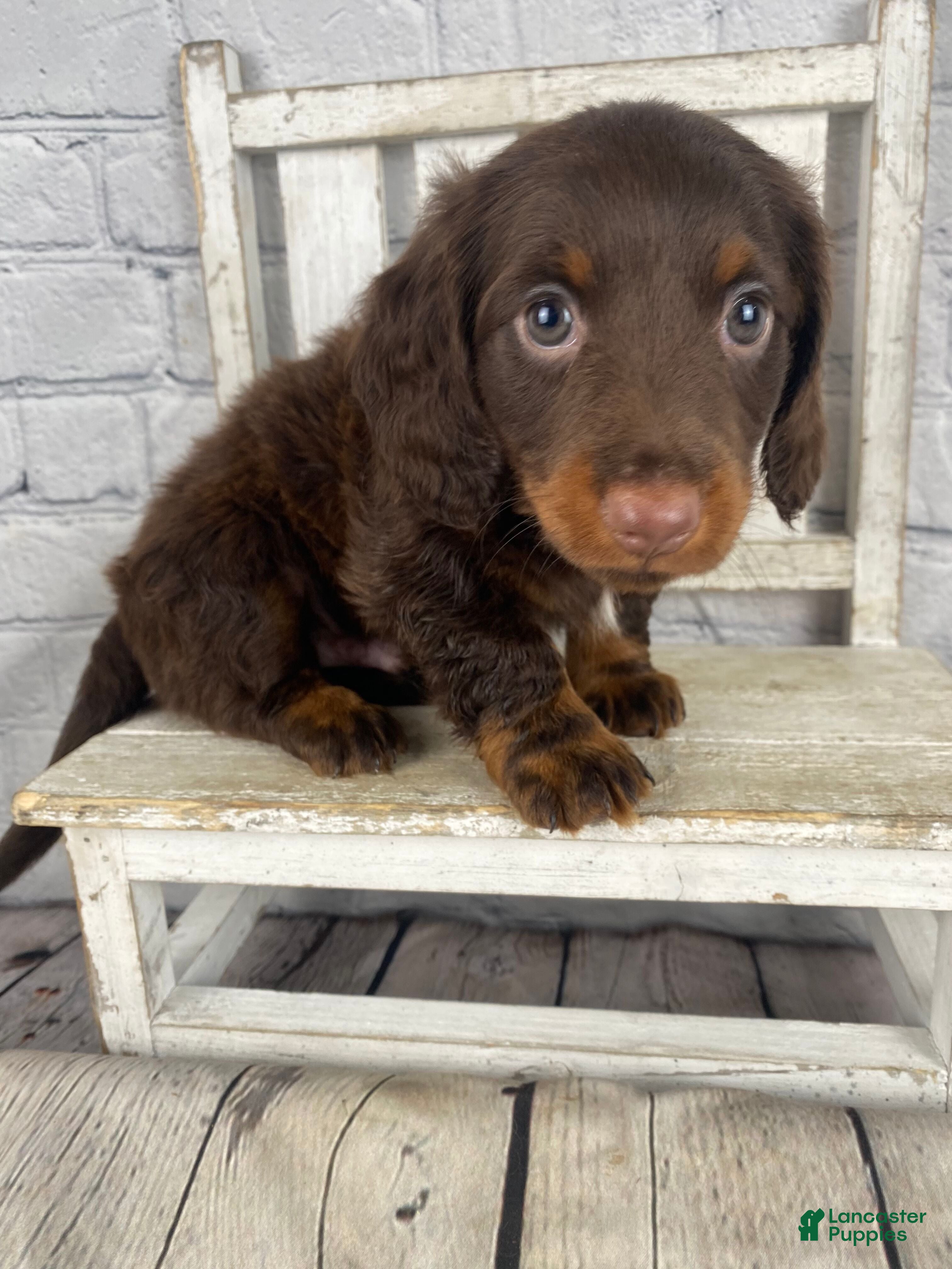 Miniature Dachshund dogs Toby - Ad 2
