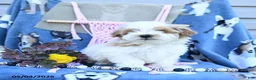 Maltipoo dogs for sale: Allen - Ad 5