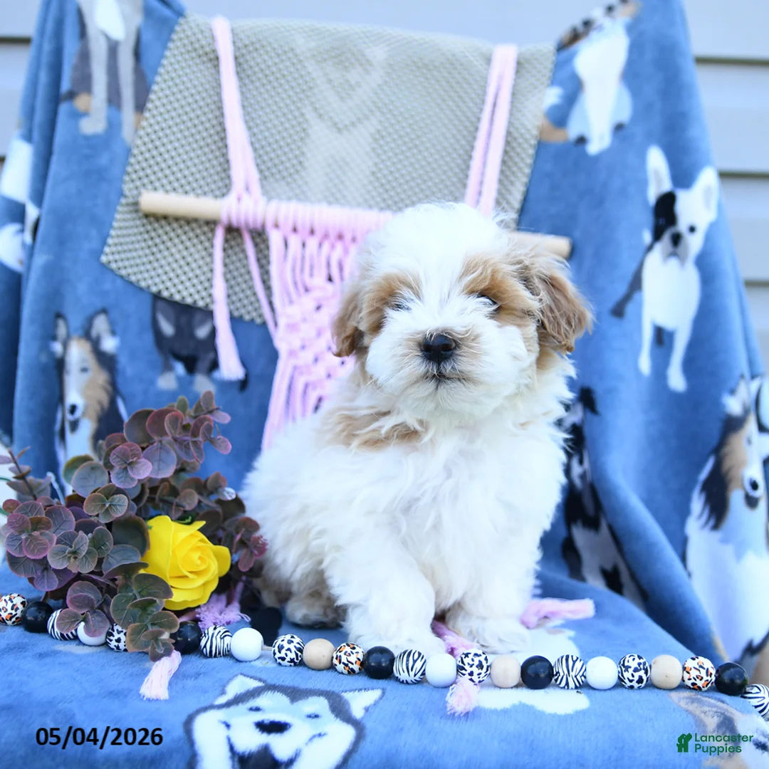 Maltipoo dogs for sale: Allen - Ad 5