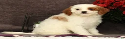 Cavapoo dogs for sale: Annabelle - Ad 10