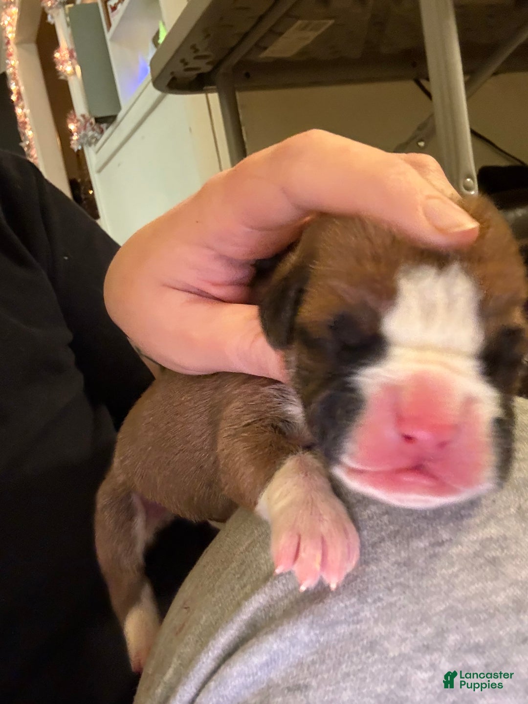 Boxer dogs for sale: Green - Ad 1