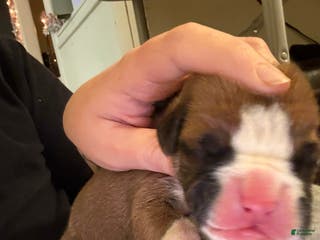 Boxer dogs Green - Ad 34