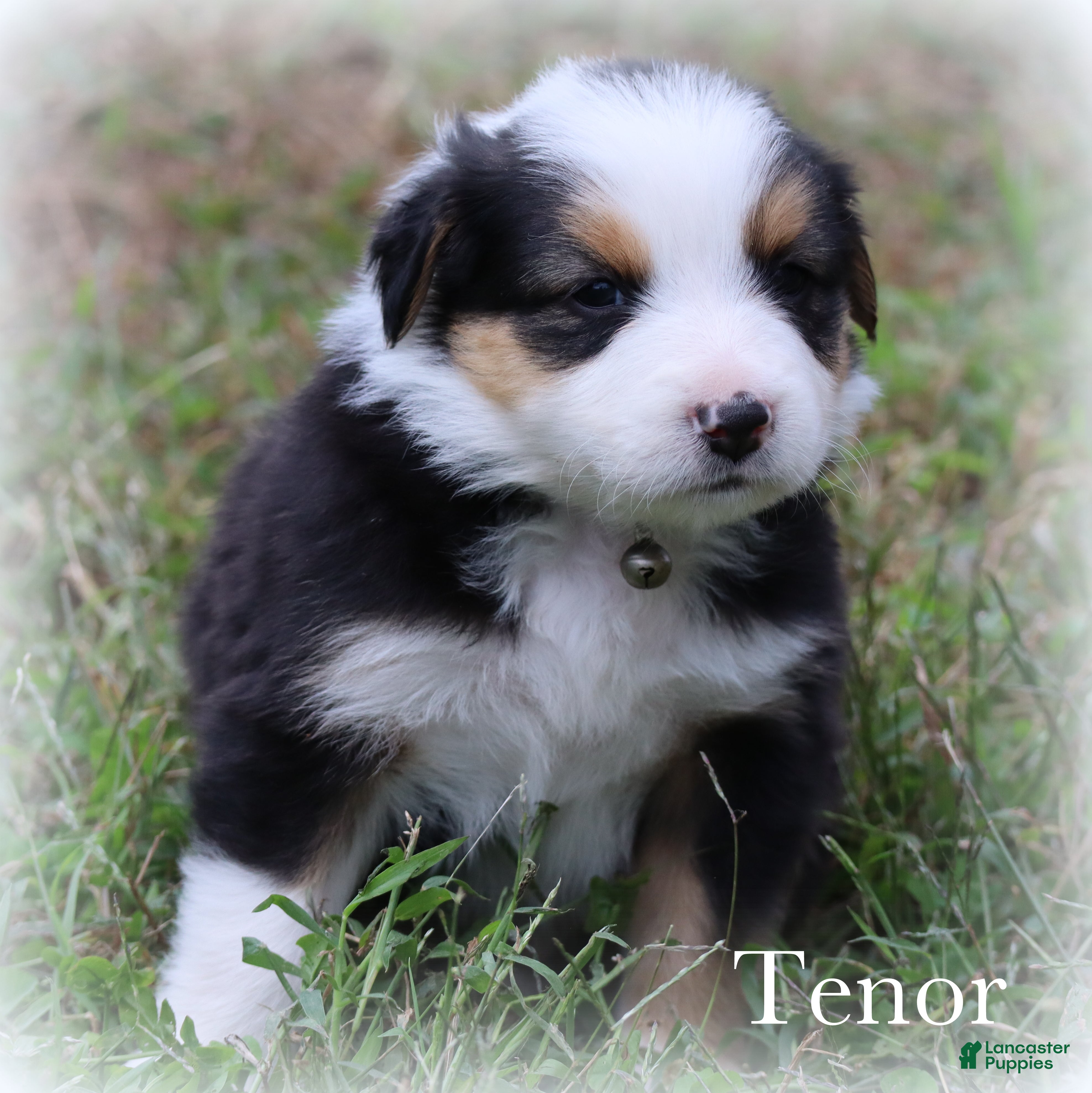 Miniature Australian Shepherd dogs Tenor - Ad 2