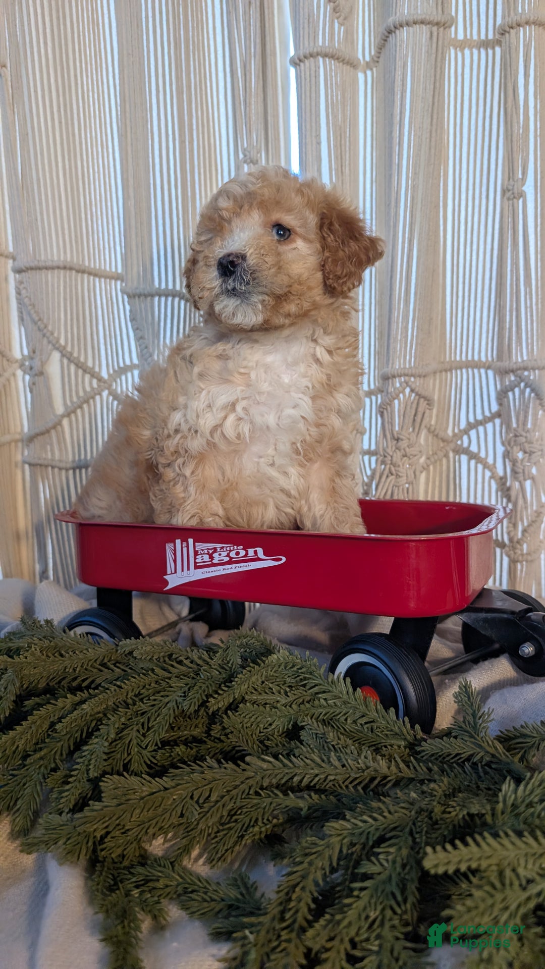 Cavapoo dogs for sale: Asher - Ad 6
