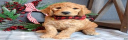 Goldendoodle dogs for sale: Parker  - Ad 4