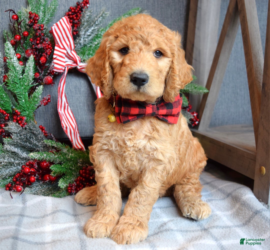 Goldendoodle dogs for sale: Parker  - Ad 4