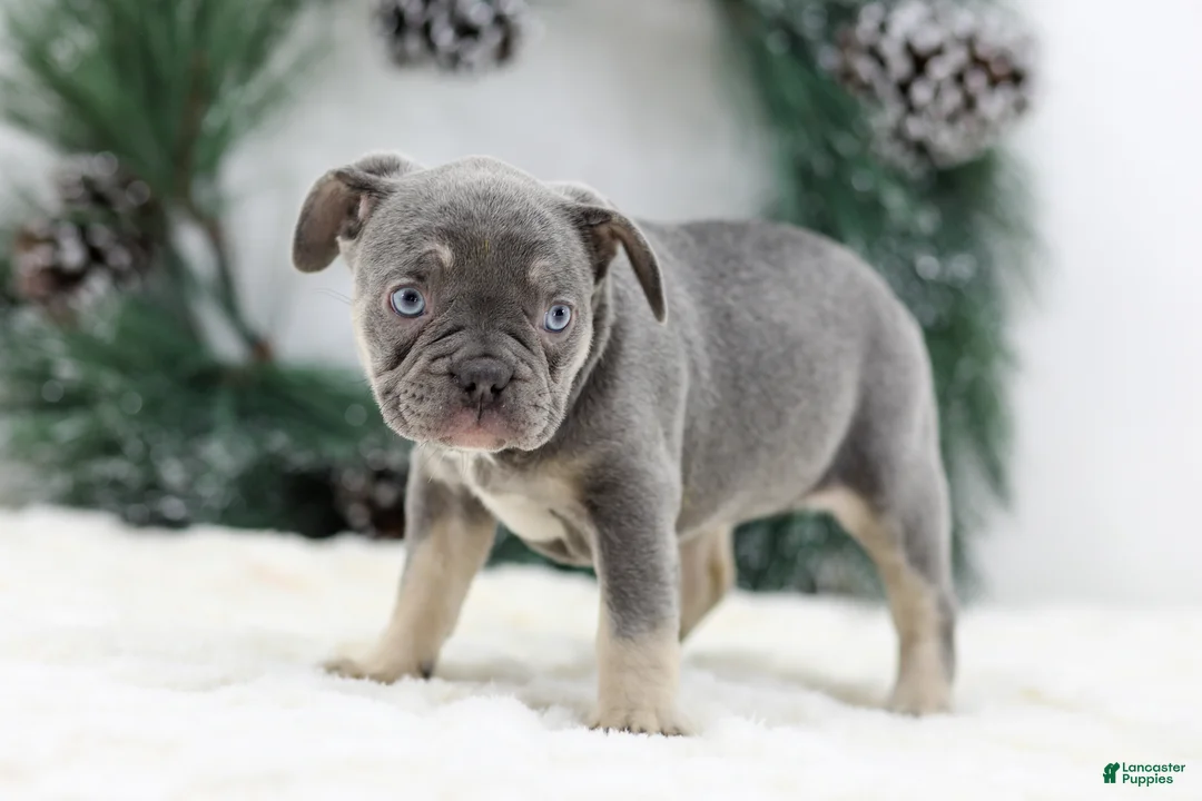 French Bulldog dogs for sale: Iris - Ad 5