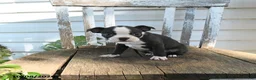 Boston Terrier dogs for sale: Cleo - Ad 3